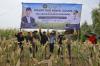 Potret Petani Ponorogo Jawa Timur Panen Jagung - Bagian 4