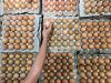Pemerintah Tetapkan Harga Telur Ayam Rp24.000 di Tingkat Peternak - Bagian 1