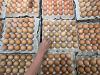 Pemerintah Tetapkan Harga Telur Ayam Rp24.000 di Tingkat Peternak - Bagian 2