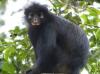 Spesies Monyet Baru Ditemukan! Bibir Oranye Bulunya Hitam