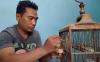 Hobi Jadi Cuan! Pria di Surabaya Raup Omzet Rp18 Juta dari Ternak Blackthroat