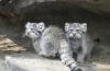 Bikin Gemes! 5 Anak Kucing 'Pemarah' Hibur Pengunjung Kebun Binatang
