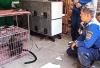 Tragis! Lutung Jawa Tersetrum Listrik hingga Tangan Nyaris Putus di Semarang