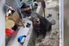 Heboh! 2 Babi Hutan Nyasar Masuk Permukiman di Kuningan, Warga Panik Berlarian