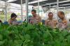Polda Metro Jaya Panen 82 Kg Pakcoy, Pasok Bahan Baku Program MBG