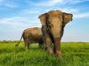 Kondisi Terkini Gajah Sumatra di Way Kambas saat Kebakaran Meluas, Selamat?