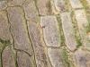 Imbas El Nino di Jawa Barat, Sawah Retak Panen Petani Terhenti - Bagian 4