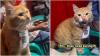 Video Viral Kucing Oren Jadi Kasir Warung Nasi Goreng, Namanya Prengki!  