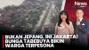Fenomena Bunga Tabebuya Mekar Serempak di Jakarta, Hadirkan Suasana Pertumbuhan Sakura ala Jepang