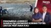 Kekeringan Ekstrem Melanda Pati, Sungai Silugonggo Kering Total, Jutaan Ikan Mati Berserakan