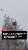 Momen Pilu Induk Orang Utan Peluk Anaknya di Tengah Hutan Kalimantan yang Ludes Terbakar