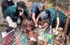 Orang Utan yang Sempat Viral Mati usai Ditemukan Kritis di Parit, Diduga Terpapar Asap Karhutla