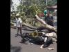 Tragis! Pasutri Tewas Tertimpa Pohon Tumbang di Jalan Pandanaran Semarang
