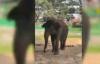 Viral Gajah Zidan Dirantai 3 Tahun di Kebun Binatang Bukittinggi, BKSDA Sumbar Buka Suara