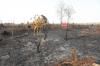 BNPB Ungkap 4.000 Ha Lahan Terbakar di Kaltim, IKN Jadi Prioritas Pemadaman