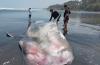 Penampakan Hiu Paus 5 Meter Mati Terdampar di Pantai Pengeragoan Jembrana