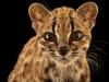 Kucing Baru Ditemukan setelah 100 Tahun, Mirip Macan Tutul Mini