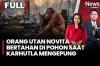 Viral! Orangutan Novita Bertahan di Tengah Asap Karhutla, Tangan dan Kaki Luka Bakar