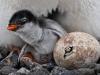 Spesies Penguin Baru Ditemukan! Namanya Pygoscelis kerguelensis