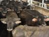 Harga Sapi Mahal, RI Impor Kerbau Hidup dari Australia
