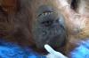 Karhutla di Sampit, Orangutan Diselamatkan Terjebak di Areal Bekas Kebakaran