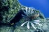 Ilmuwan Berburu Lionfish untuk Selamatkan Spesies Ikan Laut - Bagian 1