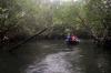 Jelajah Hutan Bakau Pulau Bintan - Bagian 5