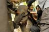 BKSDA Aceh Selamatkan Anak Gajah Terjerat Kawat Pemburu Hewan Liar - Bagian 1