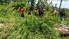 Polisi Musnahkan 4 Hektare Ladang Ganja Siap Panen - Bagian 1