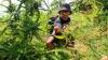 Polisi Musnahkan 4 Hektare Ladang Ganja Siap Panen - Bagian 4