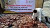4,6 Ton Daging Celeng Ilegal Dimusnahkan