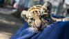 Lucunya Donggalah, Anak Harimau Benggala di Bandung Zoo - Bagian 1