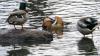 Tampilan Mencolok Bebek Mandarin Jadi Pusat Perhatian Warga New York - Bagian 8
