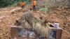 Gotong Royong Selamatkan Padi yang Tertimbun Longsor Sukabumi - Bagian 2