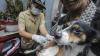 Cegah Rabies, Dinas KPKP Jakarta Berikan Vaksin untuk Hewan Peliharaan - Bagian 3