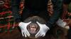 Momen Pelepasan Orangutan ke Alam Liar di Suaka Margasatwa Singkil - Bagian 1