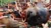 Momen Pelepasan Orangutan ke Alam Liar di Suaka Margasatwa Singkil - Bagian 2