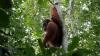 Momen Pelepasan Orangutan ke Alam Liar di Suaka Margasatwa Singkil - Bagian 4