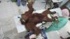 Orangutan Sumatera Ditemukan Luka Parah, Tubuh Dipenuhi 74 Peluru - Bagian 3