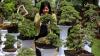 Melihat Koleksi 85 Bonsai Cantik Milik Jeanne Wenas - Bagian 1
