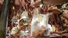 Jelang Nataru, Harga Daging Sapi dan Ayam Diprediksi Naik
