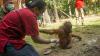 BKSDA Kalbar Evakuasi Orangutan dengan Kondisi Leher Terikat dari Rumah Warga - Bagian 2