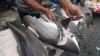 Nelayan Aceh Nekat Berburu Ikan Hiu Meskipun Dilarang - Bagian 2