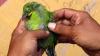 Ratusan Burung Cucak Hijau Diselundupkan Lewat Kapal Kargo - Bagian 5