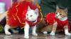 Penampilan Lucu Kucing-Kucing Pakai Baju Imlek - Bagian 1