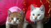Penampilan Lucu Kucing-Kucing Pakai Baju Imlek - Bagian 3