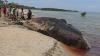 Paus Sperma Terdampar di Pesisir Pantai Desa Tasilo NTT - Bagian 1