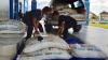 Operasi Gabungan Gagalkan Penyelundupan 2 Ton Gula Rafinasi dari Malaysia - Bagian 2