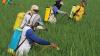 Hama Wereng Serang Puluhan Hektare Sawah di Desa Paron Kediri - Bagian 1