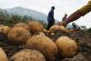 Musim Panen, Kentang dari Petani di Magetan Dijual Seharga Rp7 Ribu - Bagian 2